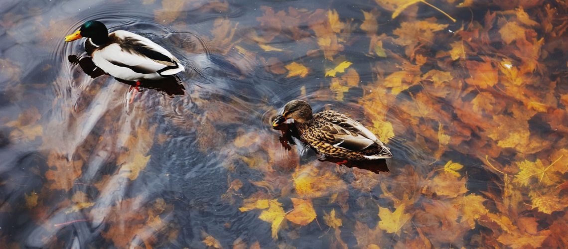 What to know about the upcoming fall waterfowl season