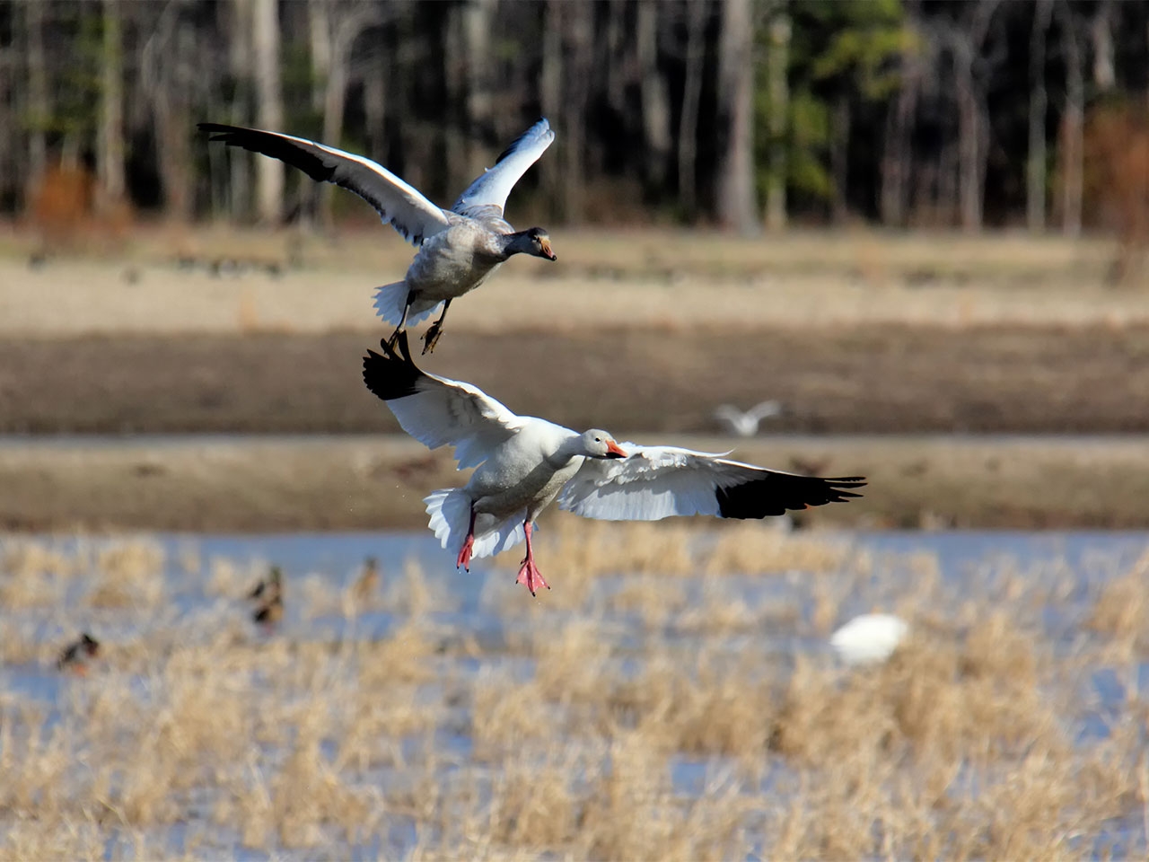 Experience the Best Fall Waterfowl Hunting in Manitoba with Birdtail Waterfowl