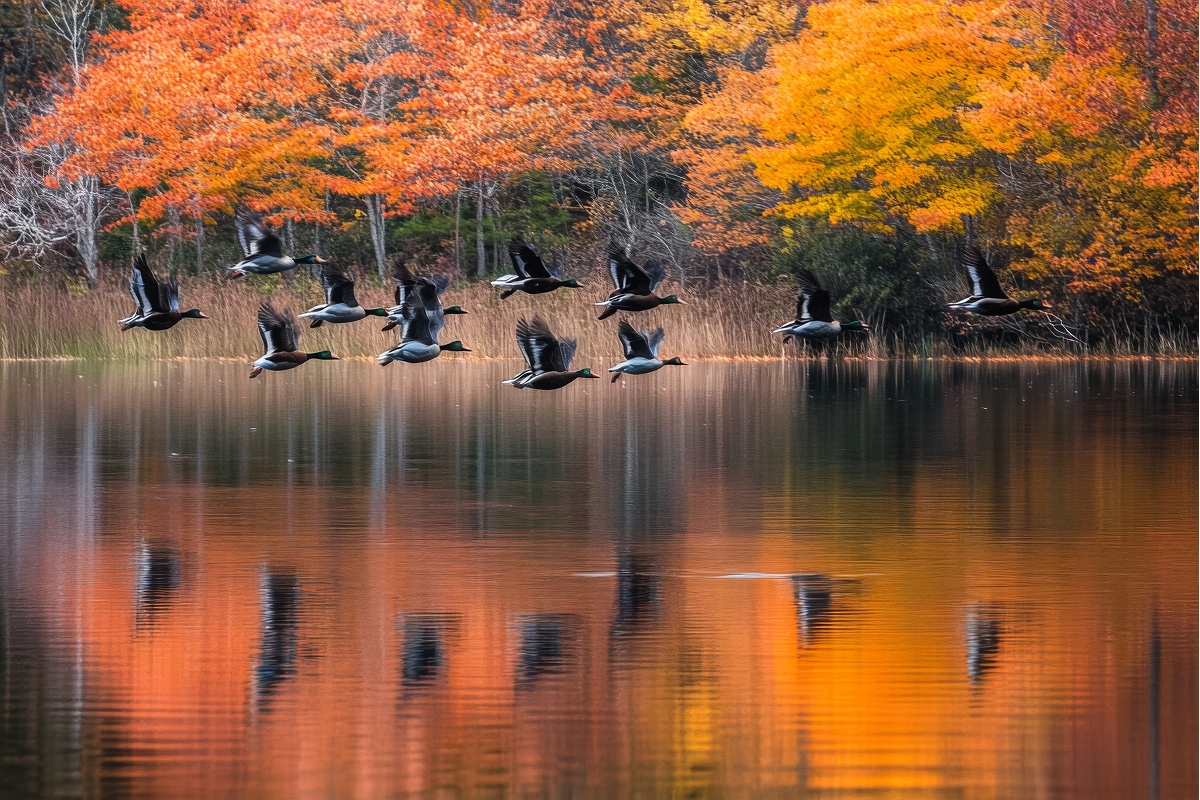 Fall Bird Migration 2025