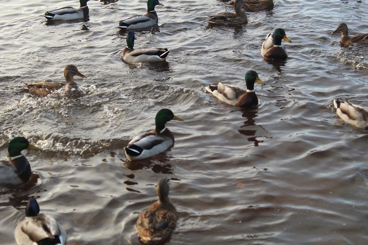 Why Early Booking Matters for Manitoba Waterfowl Hunts