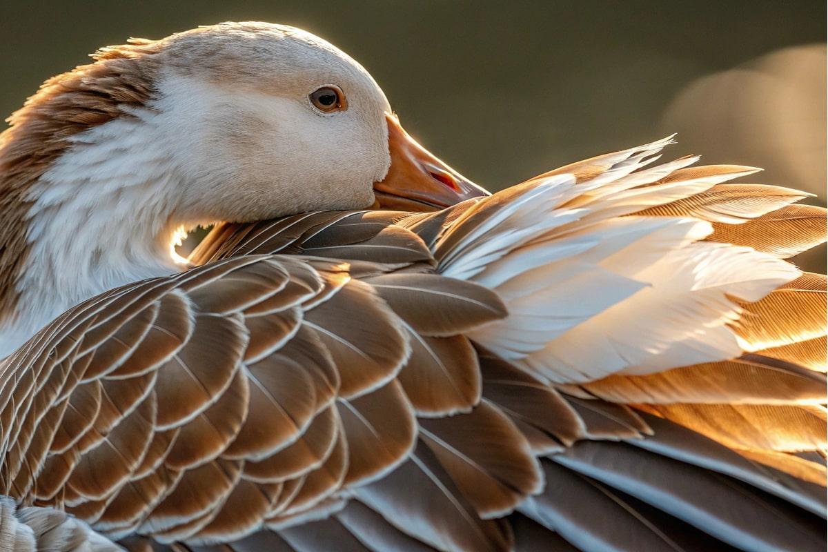 Manitoba’s Rare Bird Hunting Opportunities