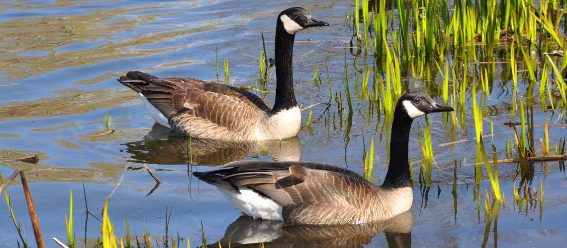 Canada Geese