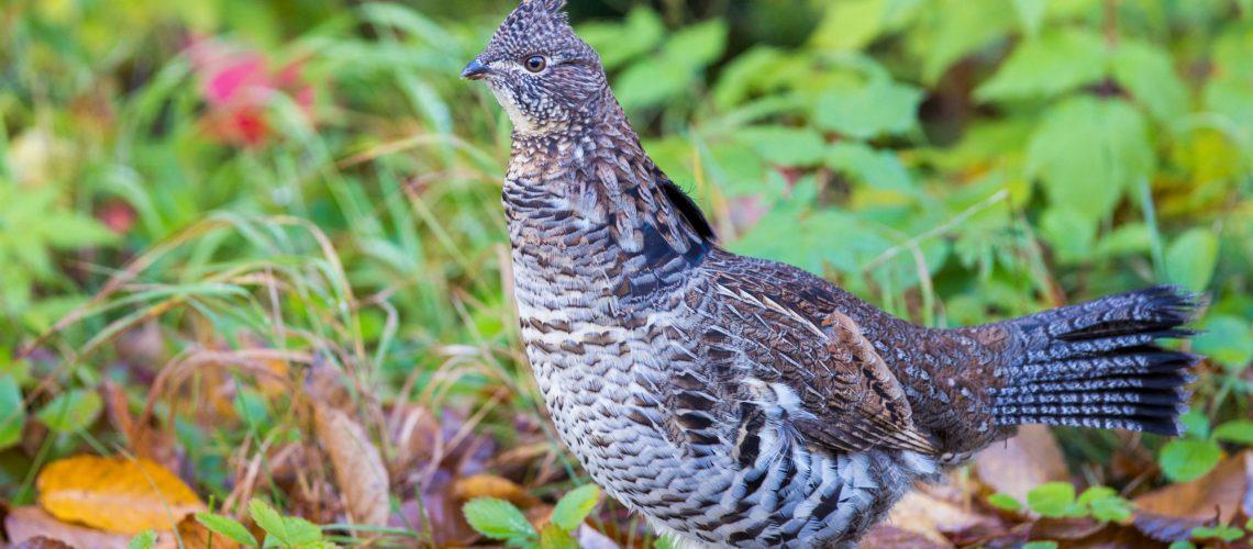 Ruffed Grouse