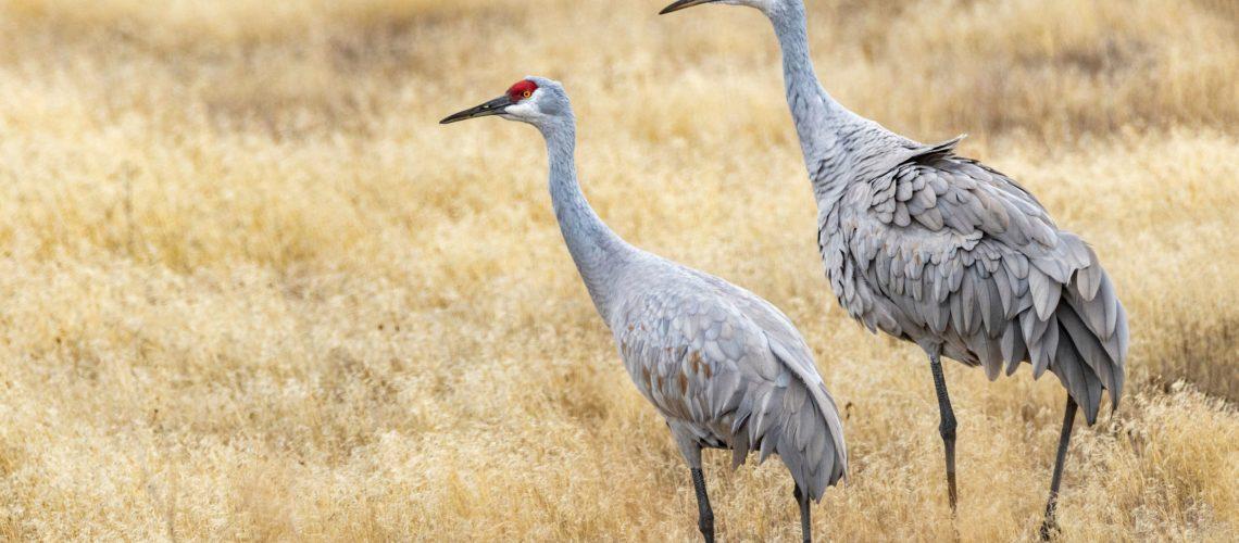 Sandhill Cranes