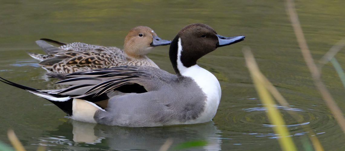 Pintails