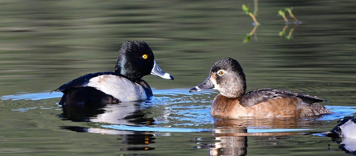 Ring-Necked Ducks