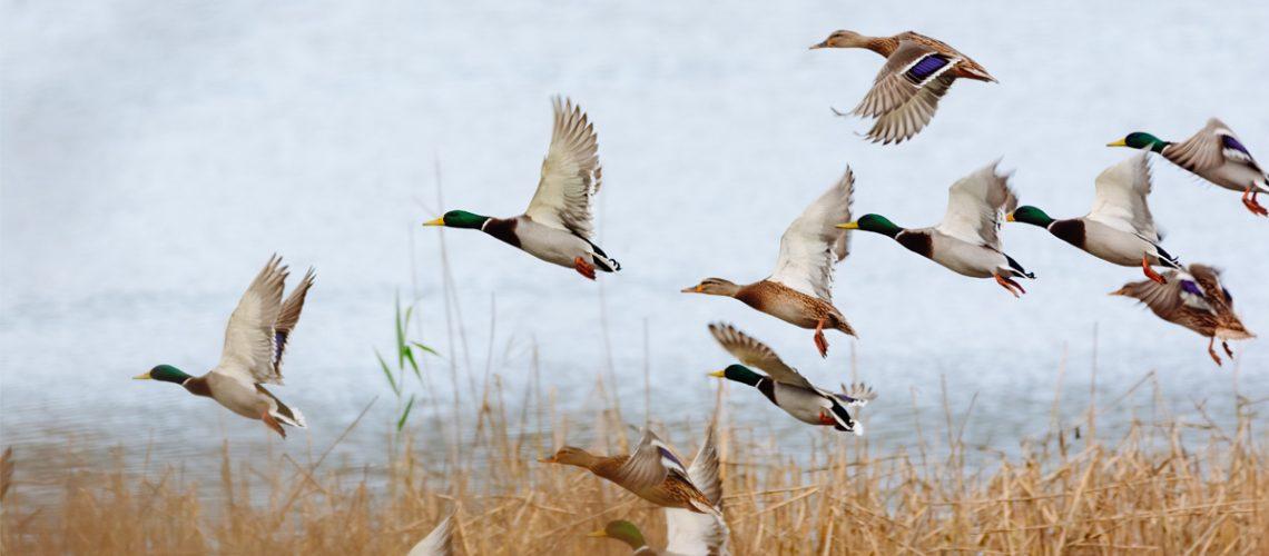 Plug into nature: hunting offers opportunities to connect.