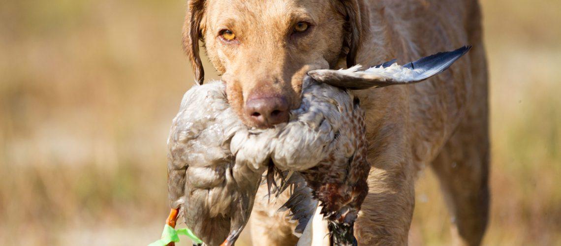 Waterfowl Hunting