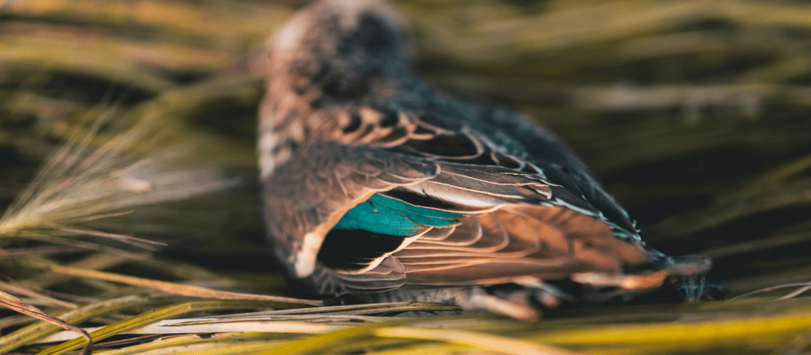 The Manitoba Duck Factory
