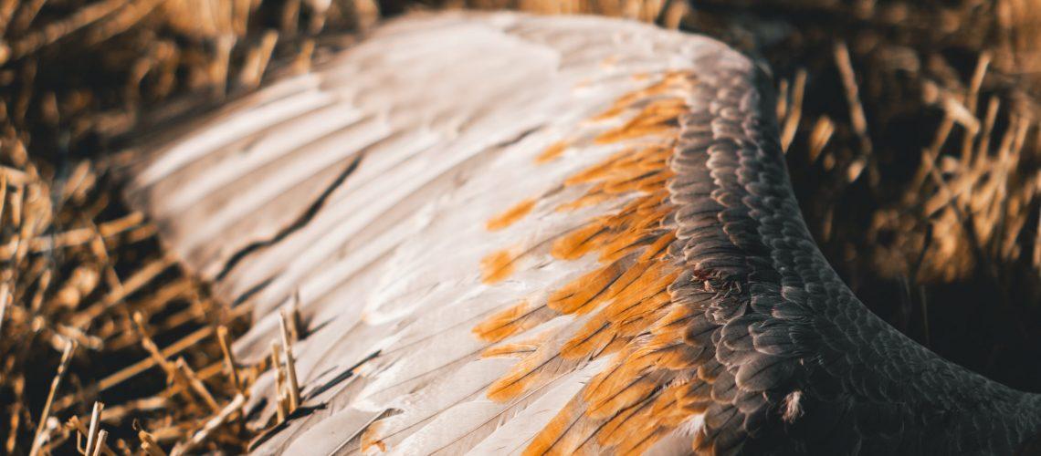 Top Two Sandhill Crane Hunting Tips