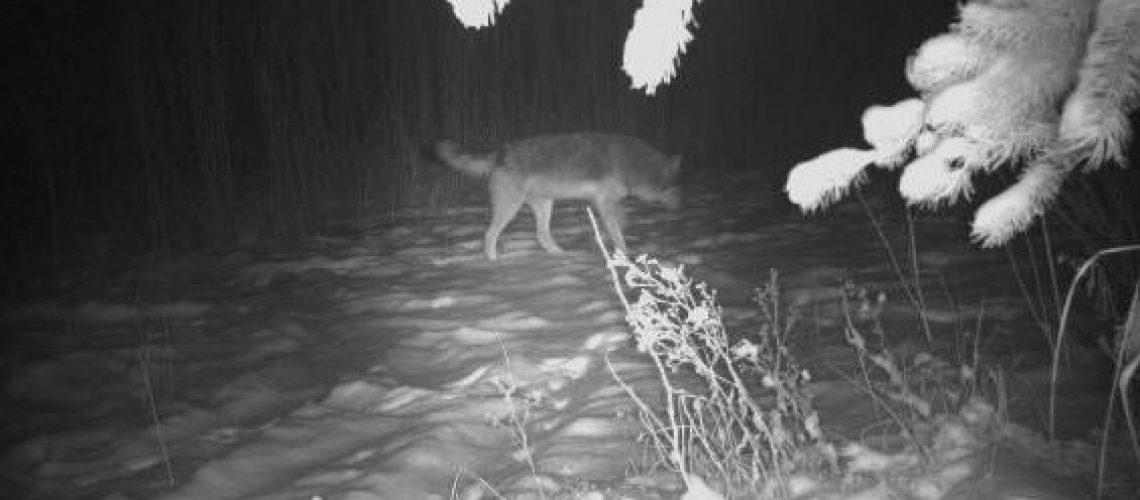 Covid Update Wolf Hunt