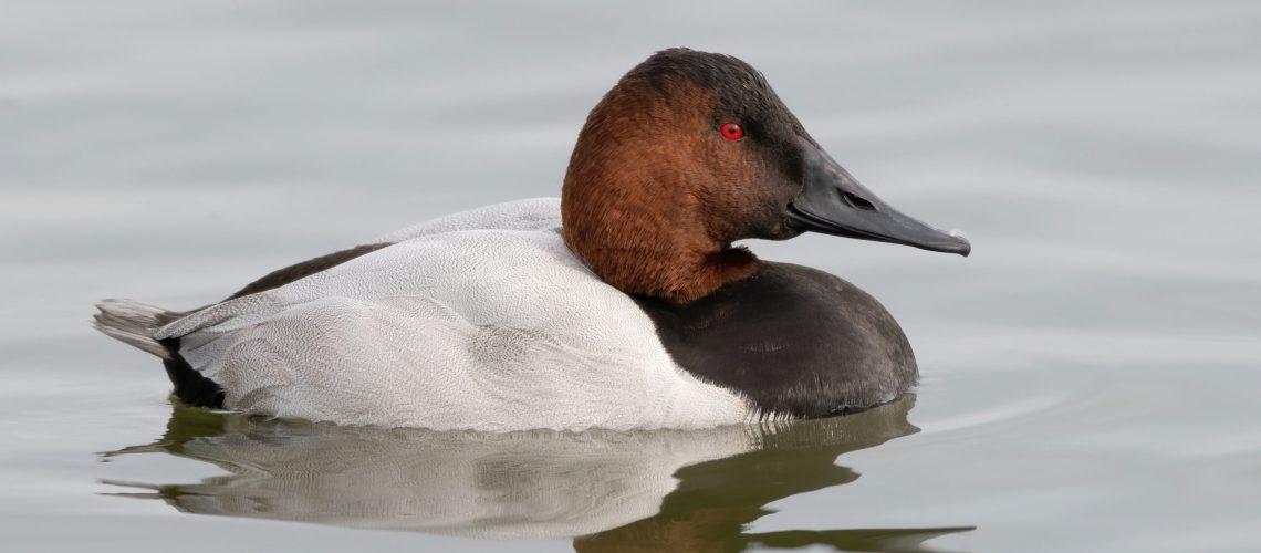 Canvasbacks