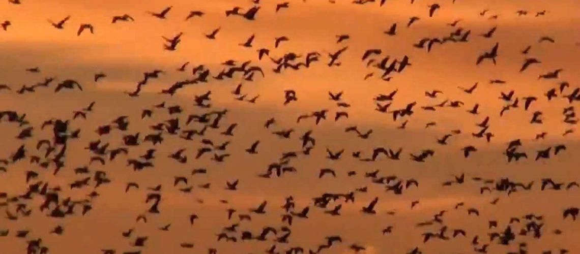 Hunting The Manitoba Prairie Pothole Region