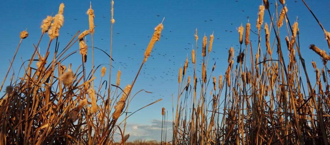The waterfowl do’s and don’ts to layout blinds