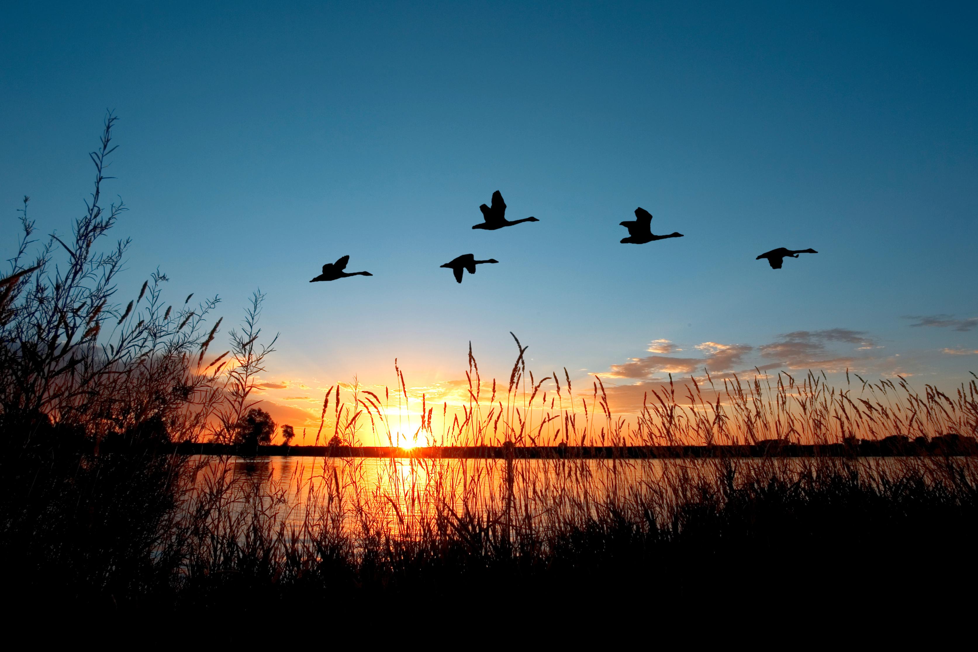 Field vs. Water Hunting: Which Is Right for You?