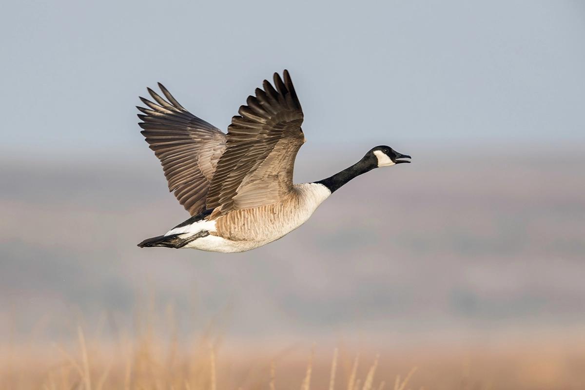 The Evolution of Canadian Goose Hunting