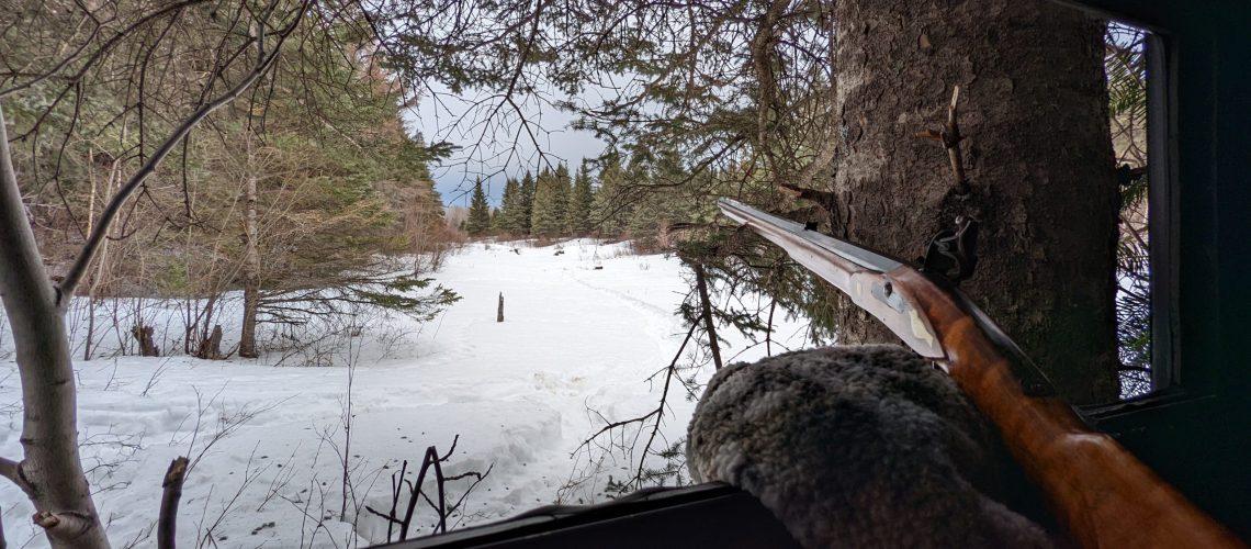 Covid Update and a Flintlock Lynx