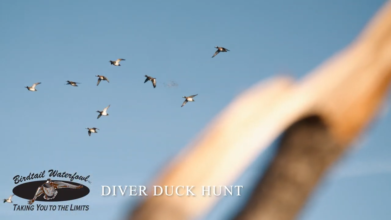 Get Set for Thrilling Diver Duck Hunting With Birdtail Waterfowl ...